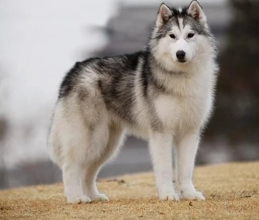 十大名犬品种大全大图,世界十大名犬图片大全