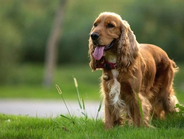 十大名犬品种大全大图,世界十大名犬图片大全