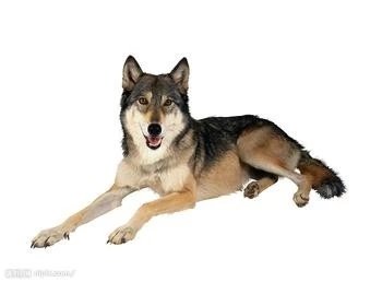 十大名犬品种大全大图,世界十大名犬图片大全