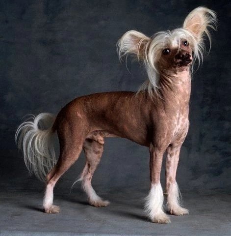 十大名犬品种大全大图,世界十大名犬图片大全