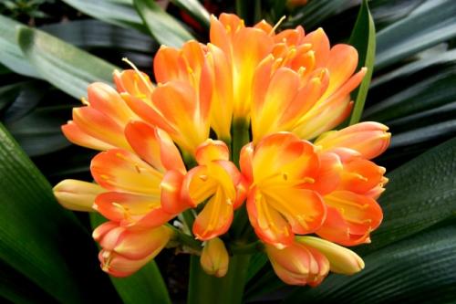 君子兰盆栽多久浇水最好,花卉君子兰浇水方法图