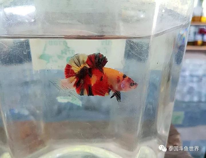 泰国斗鱼两日游攻略,泰国顶级斗鱼渔场两日游