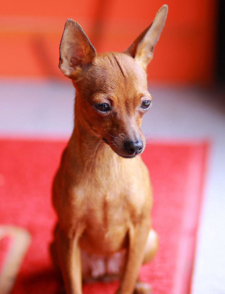 深度解析真假美猴王,如来为什么一眼分辨出真假美猴王