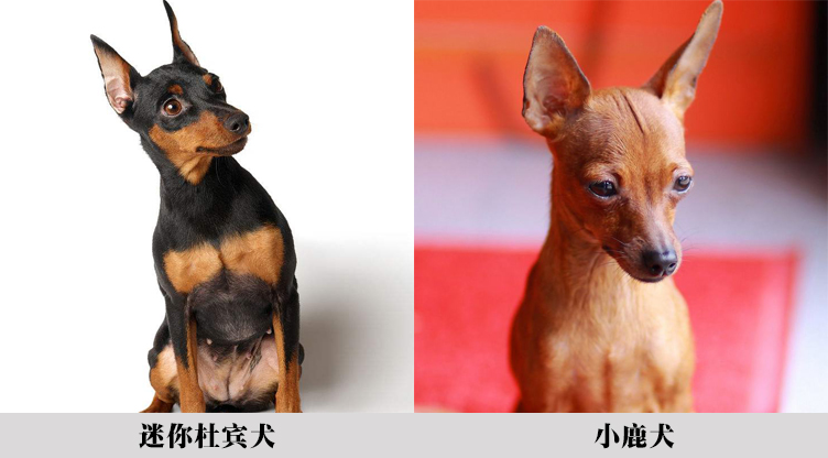 深度解析真假美猴王,如来为什么一眼分辨出真假美猴王