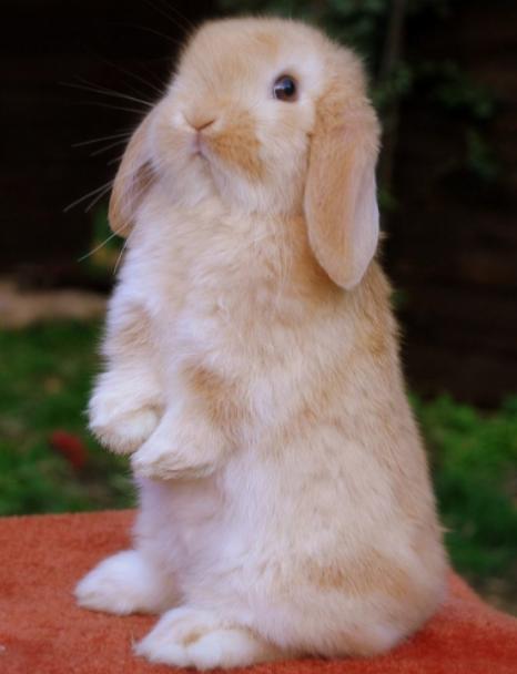 兔子垂耳兔挂链,垂耳兔挂链子