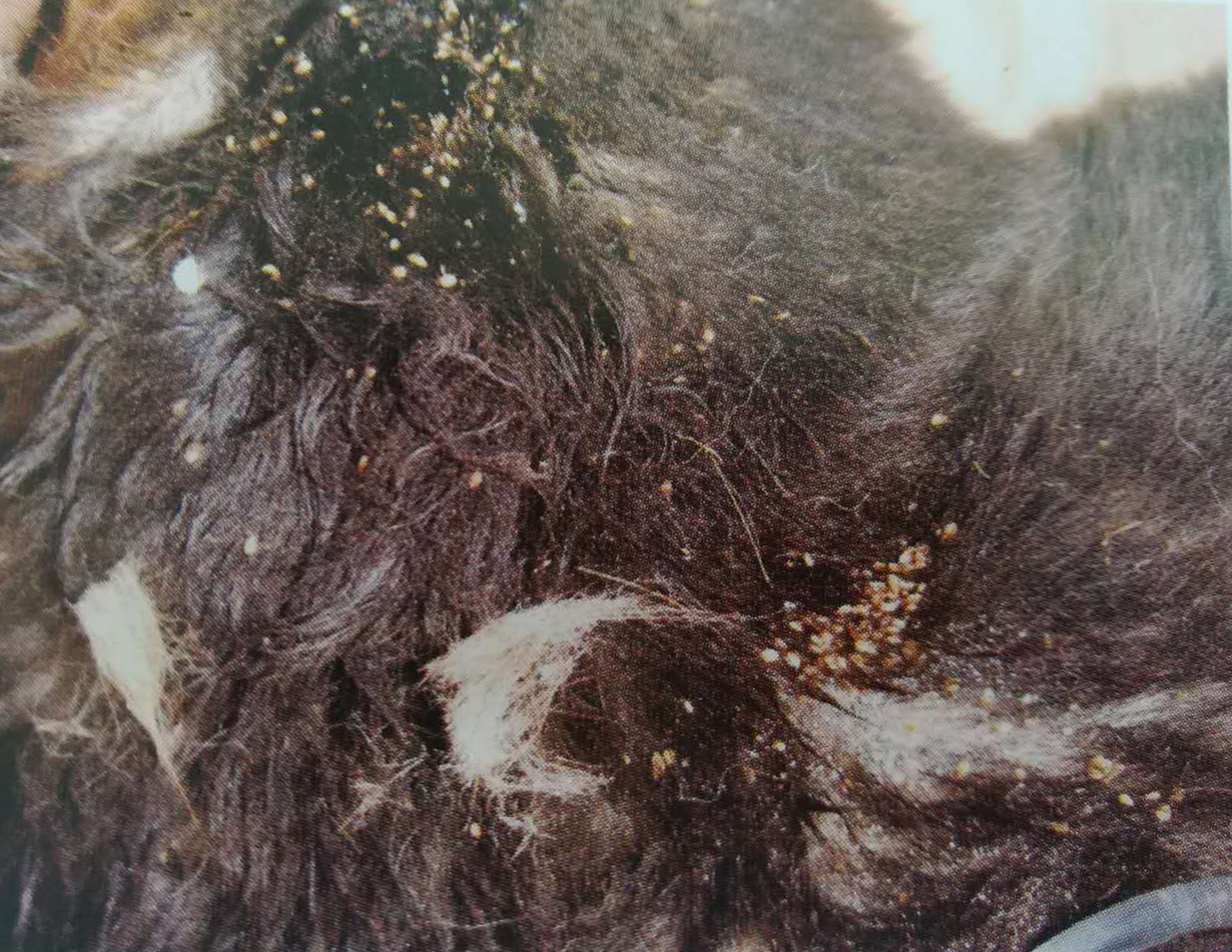 快速消灭宠物身上的跳蚤和虱子,宠物身上有虱子小技巧