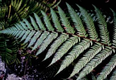 在新西兰我连吃两顿杭伊，还和毛利武士干了一架|出发吧