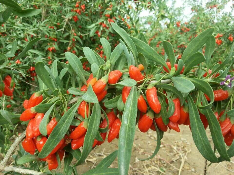 从零起步用一粒枸杞半年筹到500万！18年农人教你农产品如何众筹