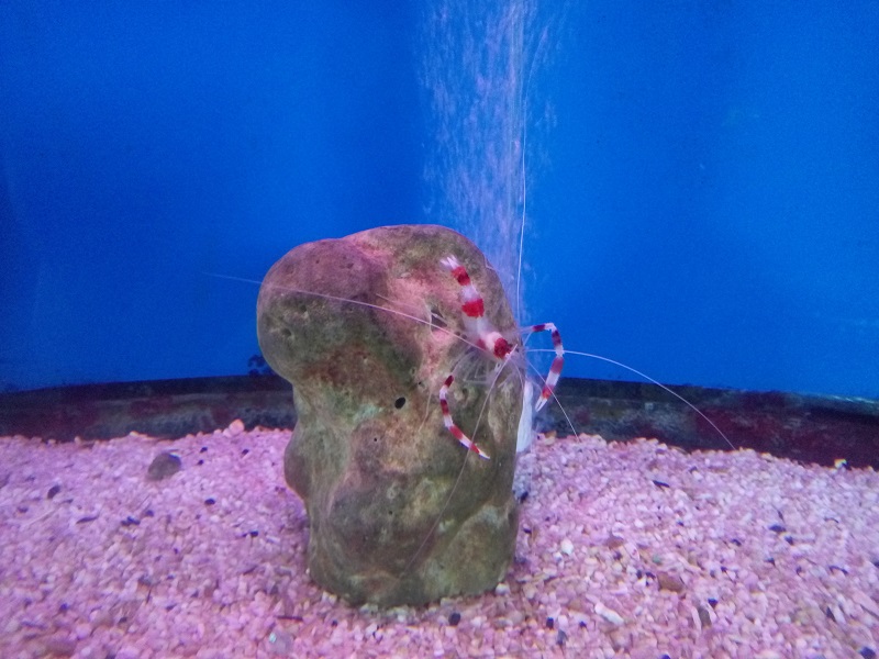 越南芽庄五指湾游记,柬埔寨越南芽庄的游记