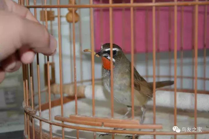 蓝点颏冬季,靛颏冬季饲养管理