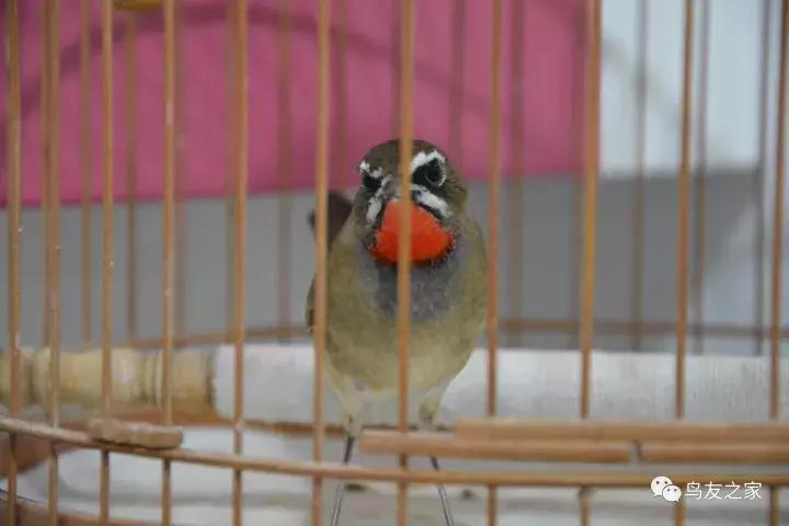 蓝点颏冬季,靛颏冬季饲养管理