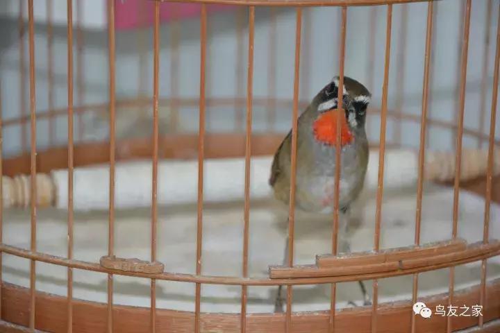 蓝点颏冬季,靛颏冬季饲养管理