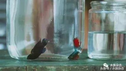 水族电影科幻,水族剧情视频