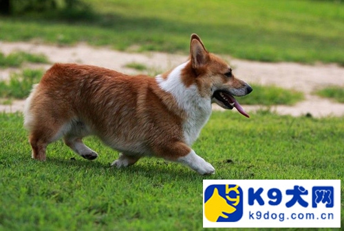 柯基犬好养吗优缺点有哪些呢,柯基犬好养吗优缺点有哪些