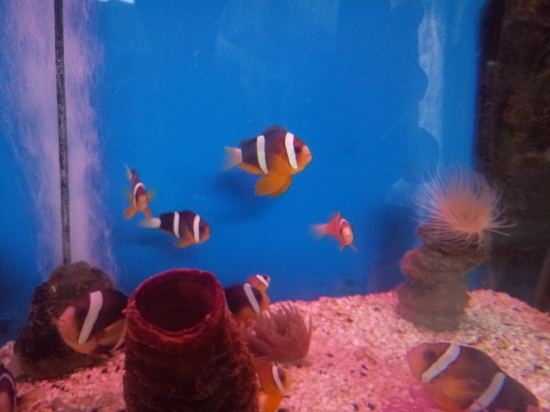 越南芽庄五指湾游记,柬埔寨越南芽庄的游记