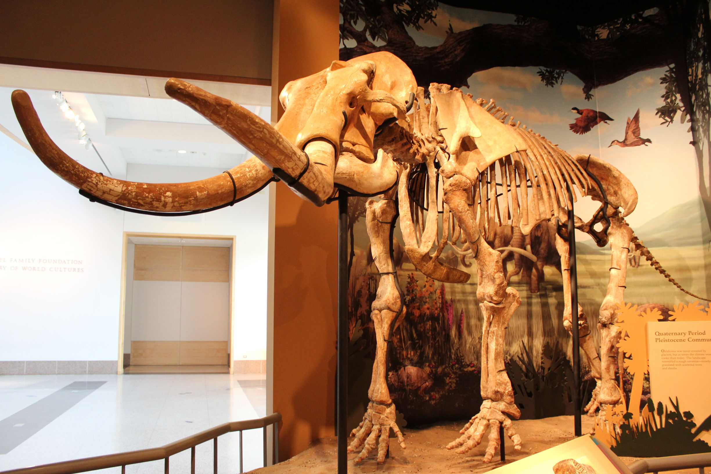 哥斯拉远古巨兽猛犸象,北极冰川发现远古巨兽猛犸象