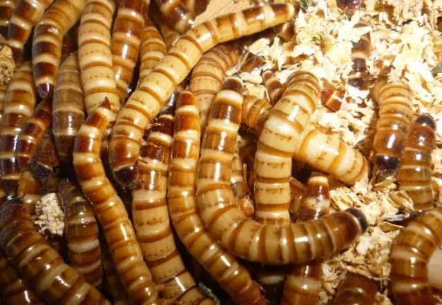 龙鱼饲养方法及注意事项,养龙鱼的误区