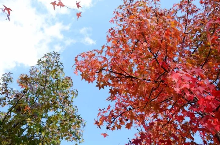 打卡上海这几个风景绝佳的赏秋地,探索最美旅游地点
