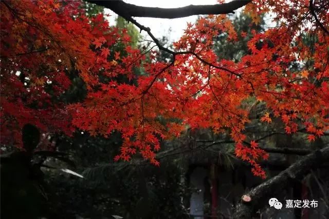 打卡上海这几个风景绝佳的赏秋地,探索最美旅游地点