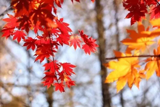 打卡上海这几个风景绝佳的赏秋地,探索最美旅游地点