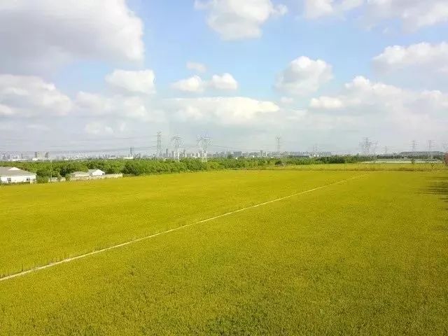 上海嘉定哪里跑步最好,上海有哪些跑步好地方推荐