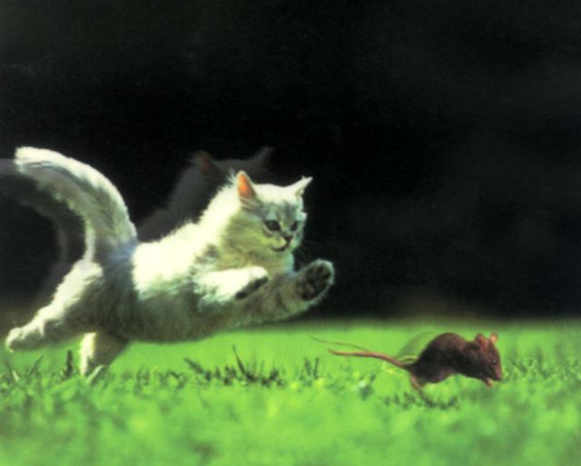 十二生肖今年是虎年明年是什么年,讲讲十二生肖的鼠为什么排在第一