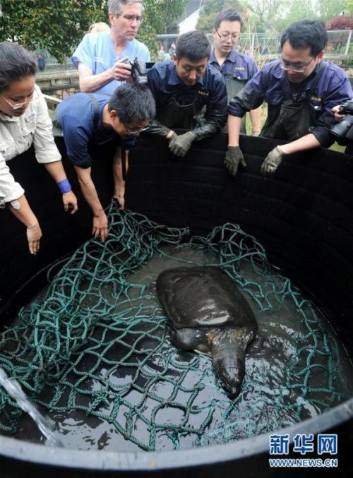 斑鳖进行人工授精繁殖死亡原因,斑鳖繁殖出小斑鳖