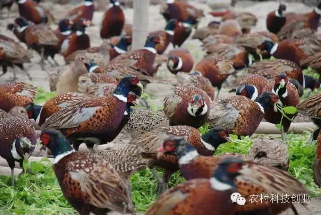 适合农村创业的小本点子,12个适合农村创业的小本项目