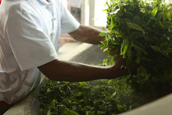 普洱茶熟茶制作流程图,做普洱茶如何入门