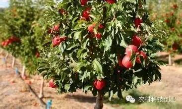 农村年轻人创业好项目推荐,农村创业项目推荐2022小本生意