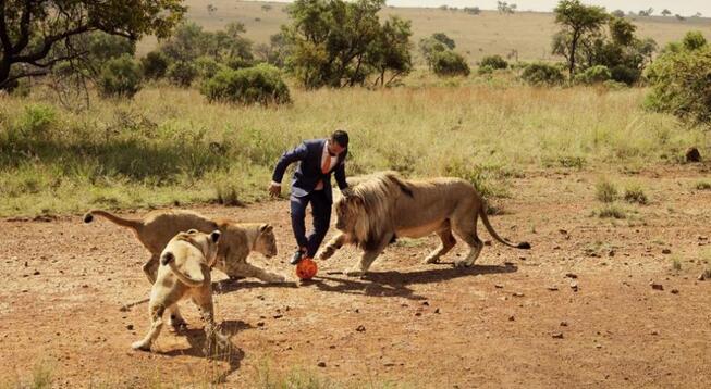 男子与三头狮子踢足球，名义上是保护动物，而真实原因竟是这！