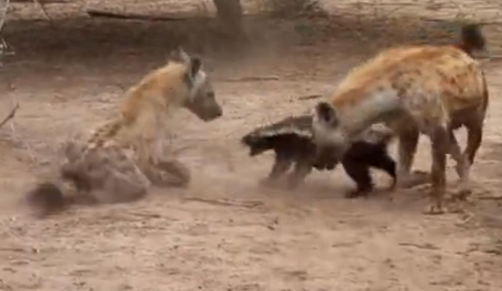 蜜獾单挑鬣狗群非洲二哥,蜜獾不大但敢与狮子鬣狗抗衡
