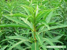 赶黄草全株茶,正品赶黄草泡水喝的正确方法