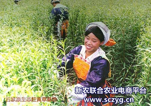 赶黄草全株茶,正品赶黄草泡水喝的正确方法