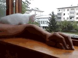 萨摩与哈士奇兄弟绝对是史上最逗B的组合