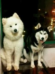 萨摩与哈士奇兄弟绝对是史上最逗B的组合