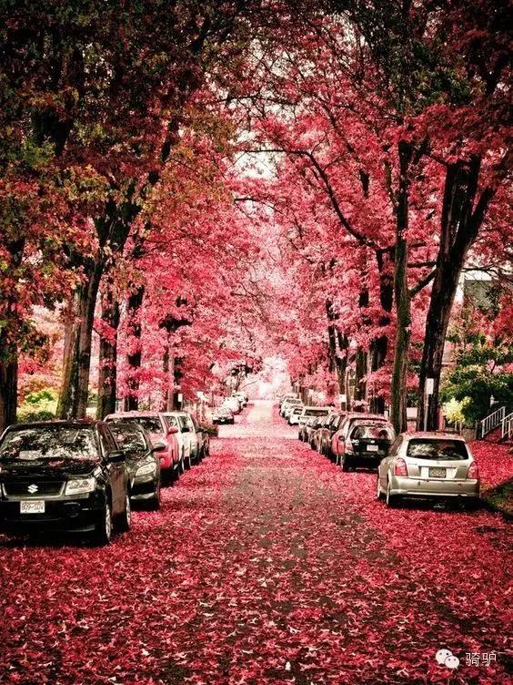 宜居城市维也纳,维也纳世界宜居城市第一名