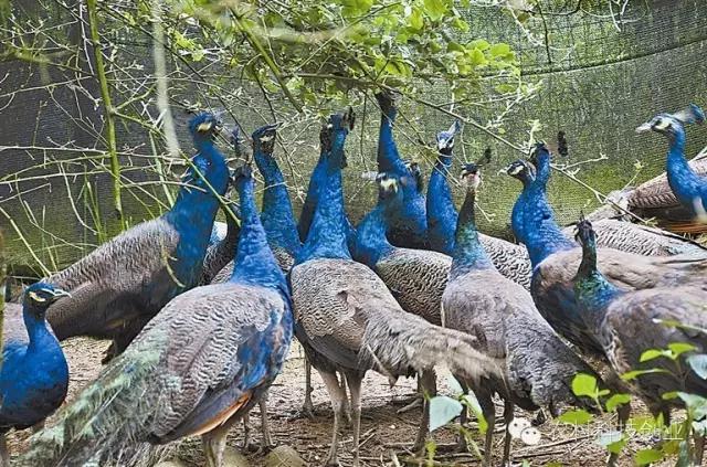 适合农村创业的小本点子,12个适合农村创业的小本项目