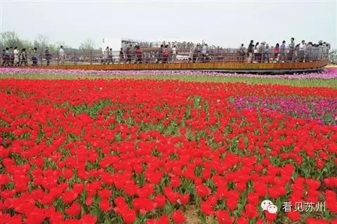 苏州园区以旧换新房价会怎样,苏州新鲜事今日头条