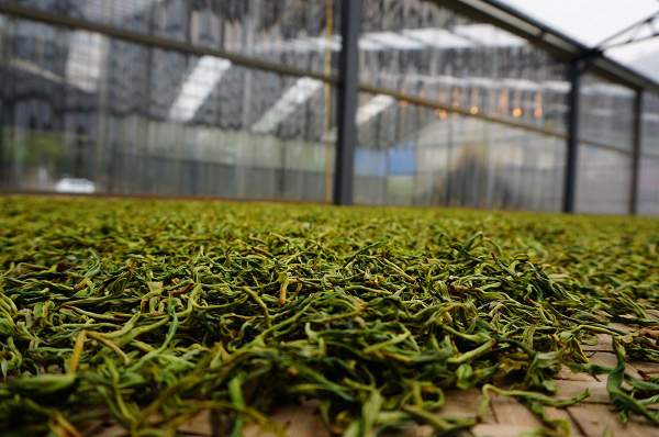 普洱茶熟茶制作流程图,做普洱茶如何入门