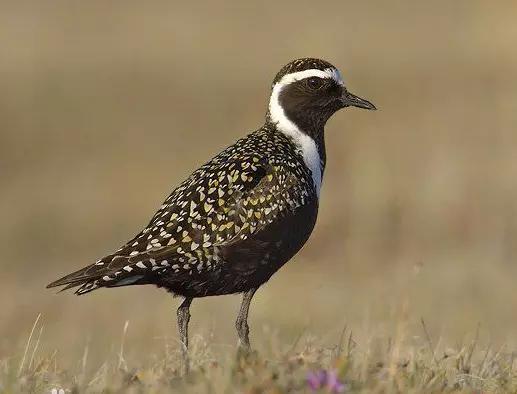 世界上数量最多的鸟类是,世界上飞得最高的鸟类是