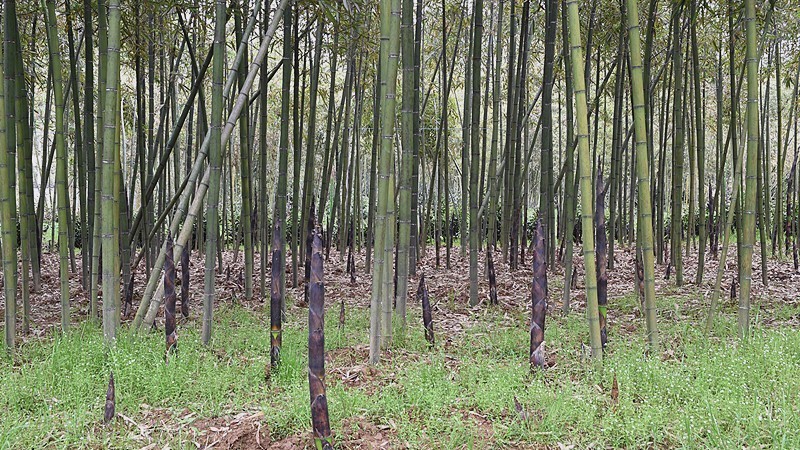 杭州最值得去吃的地方,杭州旅游美食推荐地点