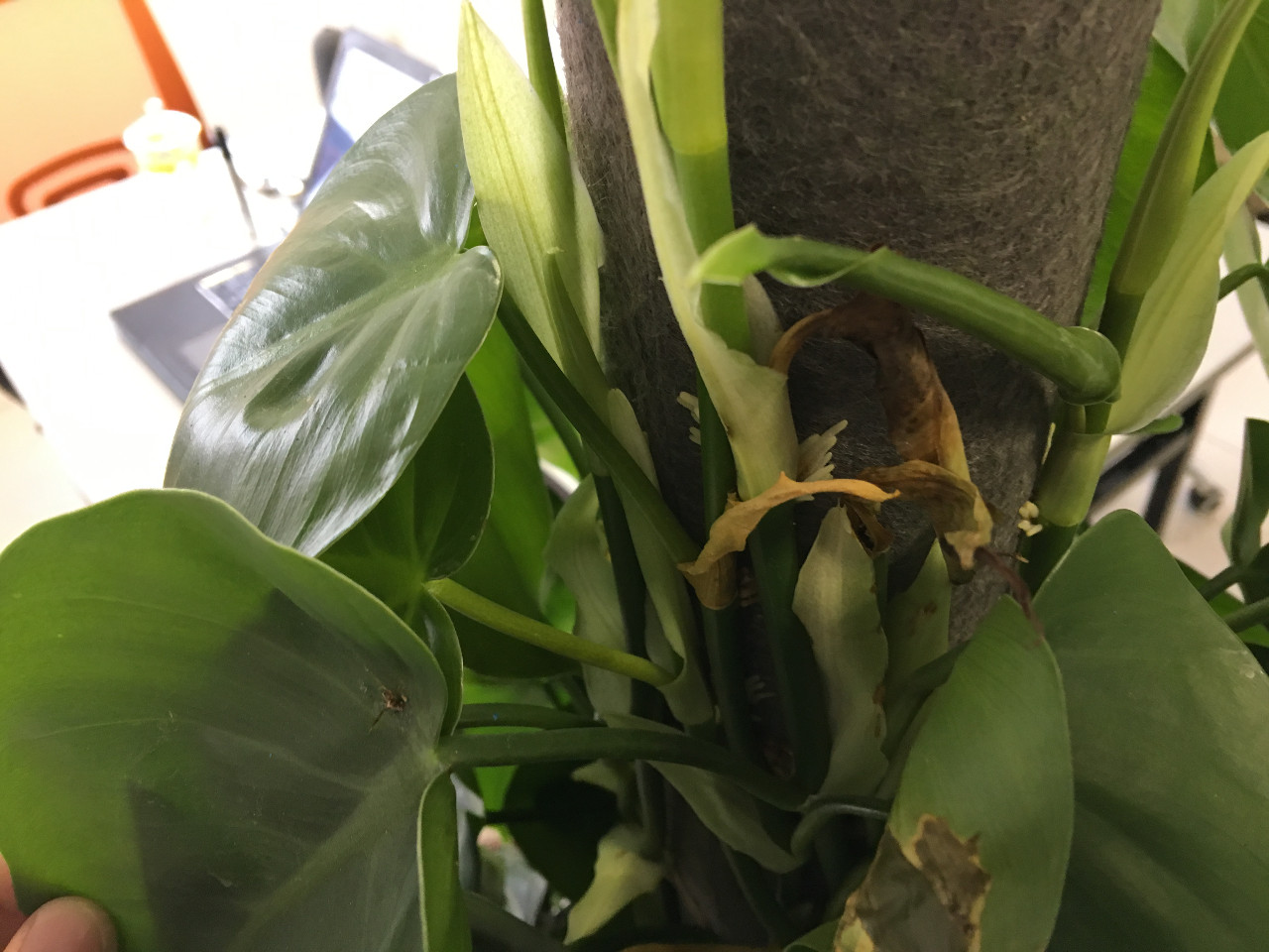 花匠音·养植推荐之身边的路人甲——绿萝