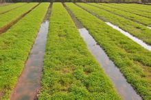 赶黄草全株茶,正品赶黄草泡水喝的正确方法