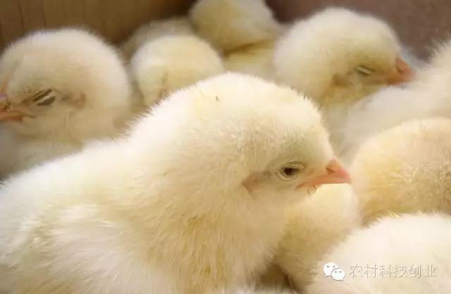 适合农村创业的小本点子,12个适合农村创业的小本项目