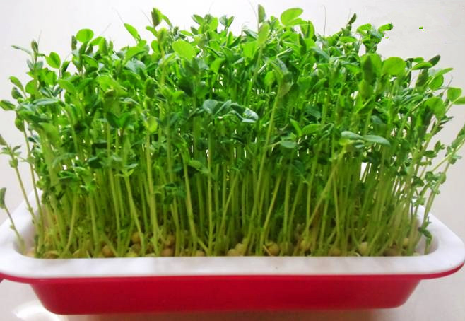 最全的芽苗菜种植技术省钱又生态,芽苗菜在家大量种植