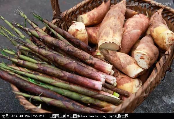 春天吃的野菜大全配图片和名字,春天的野菜有哪些能做菜吃