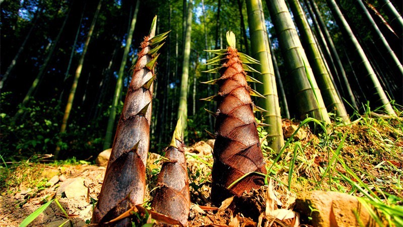 杭州最值得去吃的地方,杭州旅游美食推荐地点