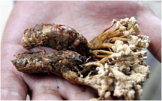 蝉花：虫草菌与幼蝉相爱了，能否“爬”到民族健康的前端？