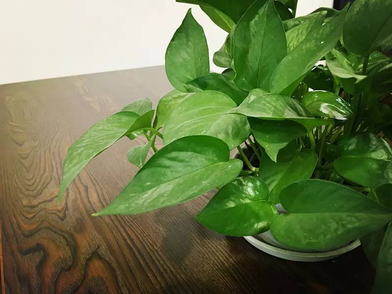 花匠音·养植推荐之身边的路人甲——绿萝